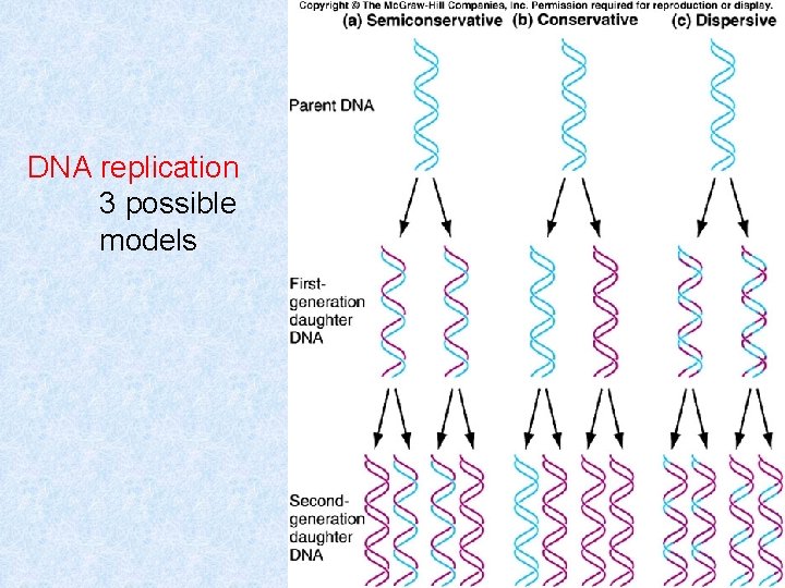 DNA replication 3 possible models 