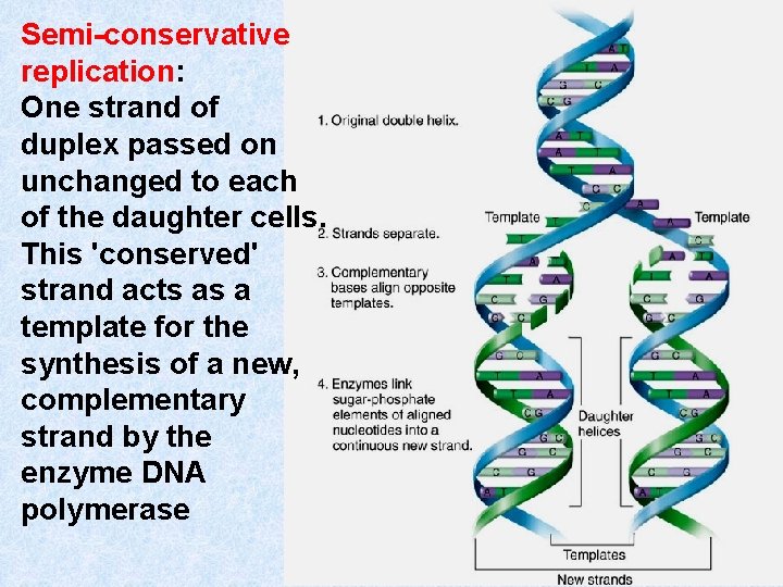 Semi-conservative replication: One strand of duplex passed on unchanged to each of the daughter