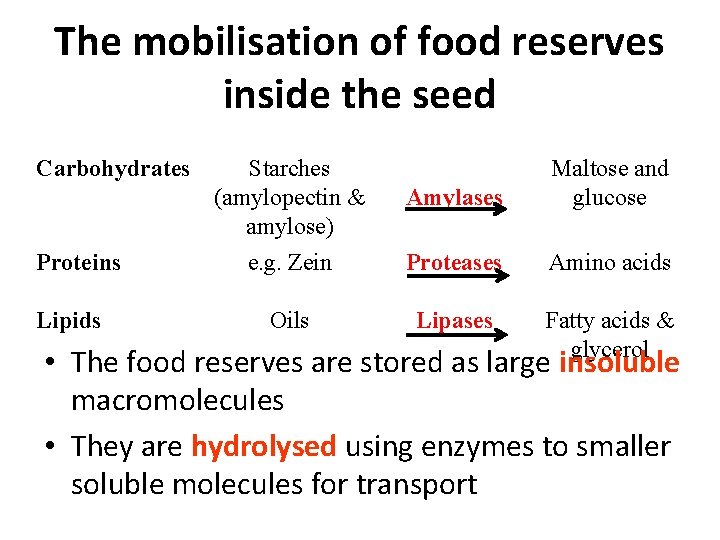 The mobilisation of food reserves inside the seed Carbohydrates Proteins Lipids Starches (amylopectin &