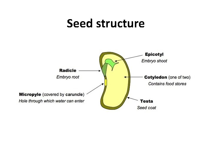 Seed structure 