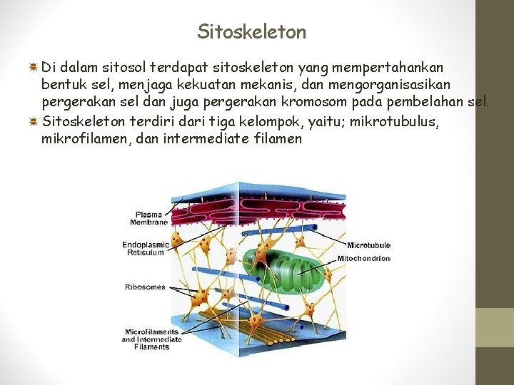 Sitoskeleton Di dalam sitosol terdapat sitoskeleton yang mempertahankan bentuk sel, menjaga kekuatan mekanis, dan