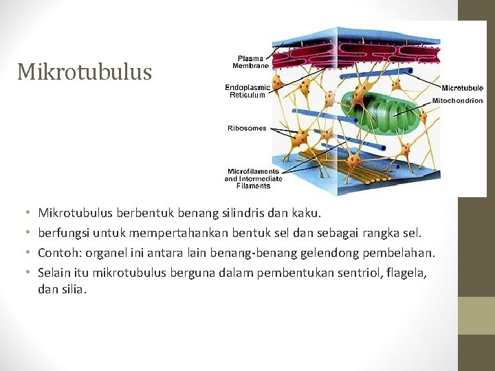 Mikrotubulus • • Mikrotubulus berbentuk benang silindris dan kaku. berfungsi untuk mempertahankan bentuk sel