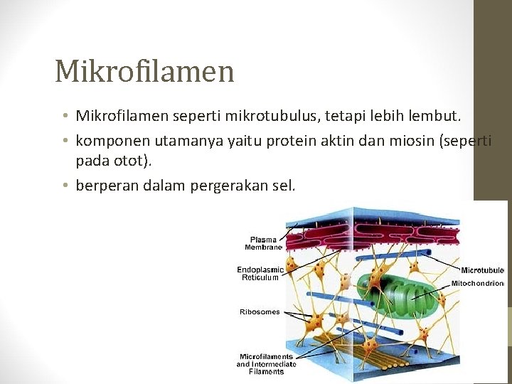 Mikrofilamen • Mikrofilamen seperti mikrotubulus, tetapi lebih lembut. • komponen utamanya yaitu protein aktin