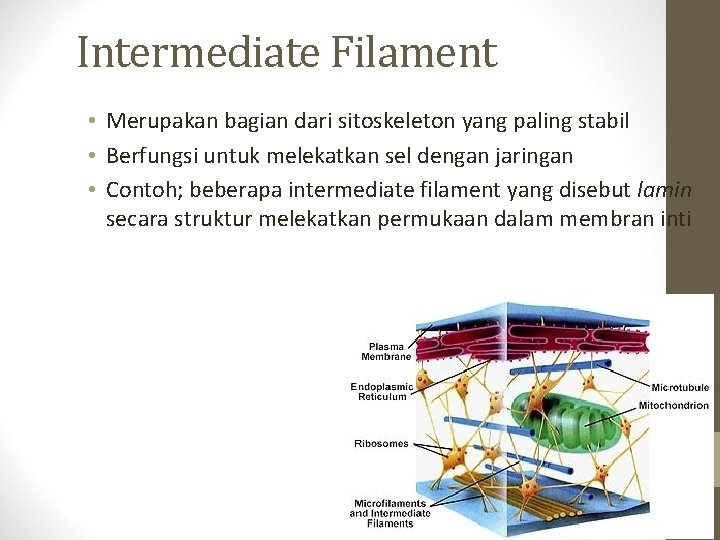 Intermediate Filament • Merupakan bagian dari sitoskeleton yang paling stabil • Berfungsi untuk melekatkan