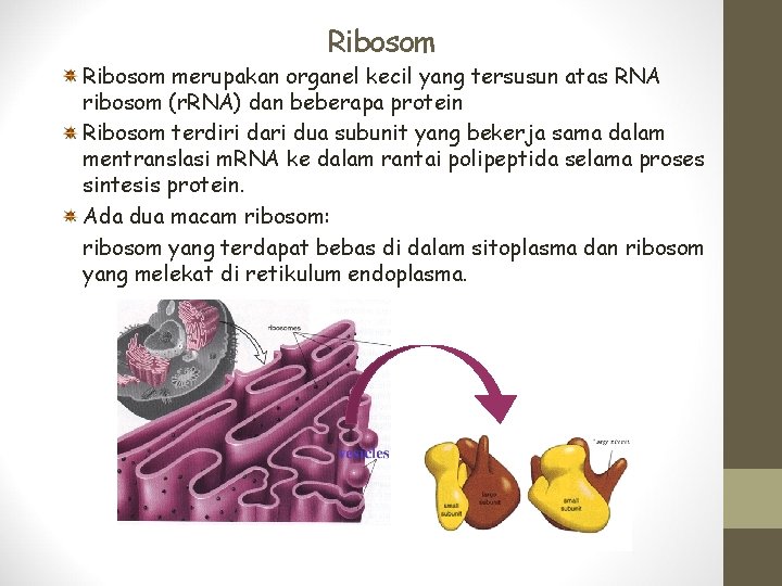 Ribosom merupakan organel kecil yang tersusun atas RNA ribosom (r. RNA) dan beberapa protein