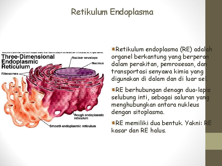 Retikulum Endoplasma Retikulum endoplasma (RE) adalah organel berkantung yang berperan dalam perakitan, pemrosesan, dan