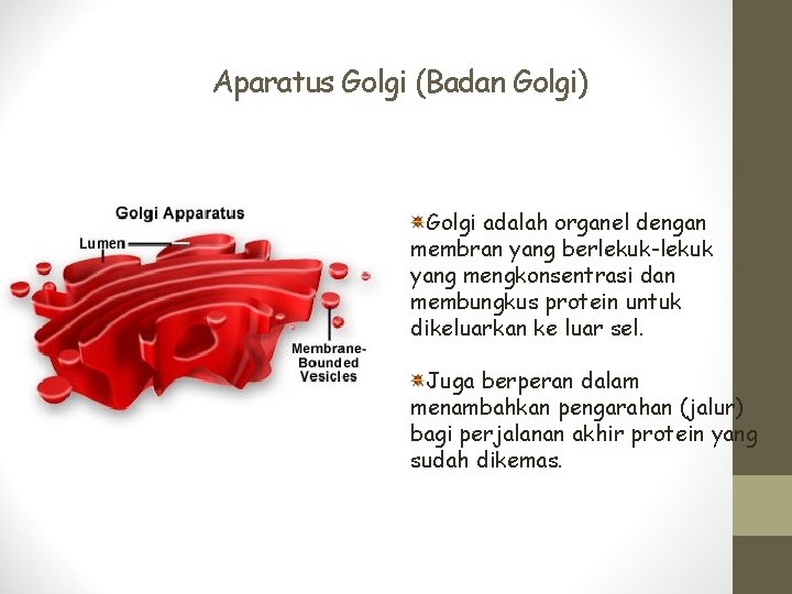 Aparatus Golgi (Badan Golgi) Golgi adalah organel dengan membran yang berlekuk-lekuk yang mengkonsentrasi dan