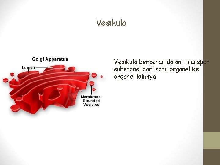 Vesikula berperan dalam transpor substansi dari satu organel ke organel lainnya 