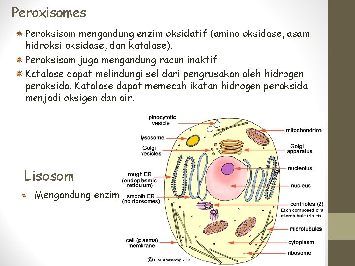 Peroxisomes Peroksisom mengandung enzim oksidatif (amino oksidase, asam hidroksidase, dan katalase). Peroksisom juga mengandung