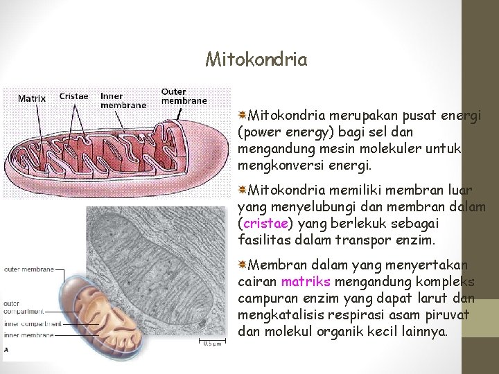 Mitokondria merupakan pusat energi (power energy) bagi sel dan mengandung mesin molekuler untuk mengkonversi