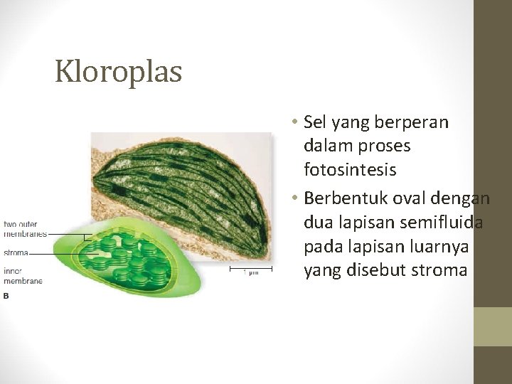 Kloroplas • Sel yang berperan dalam proses fotosintesis • Berbentuk oval dengan dua lapisan