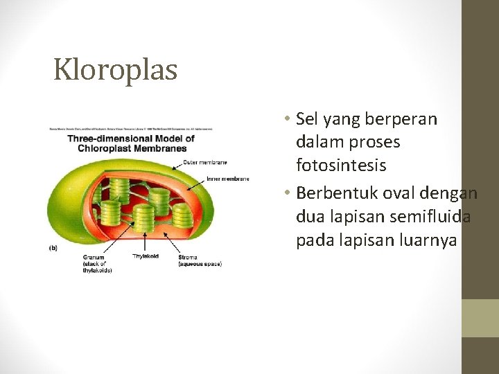 Kloroplas • Sel yang berperan dalam proses fotosintesis • Berbentuk oval dengan dua lapisan