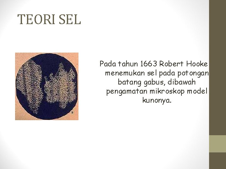 TEORI SEL Pada tahun 1663 Robert Hooke menemukan sel pada potongan batang gabus, dibawah