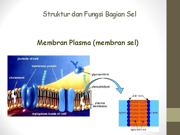 Struktur dan Fungsi Bagian Sel Membran Plasma (membran sel) 