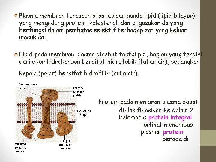 Plasma membran tersusun atas lapisan ganda lipid (lipid bilayer) yang mengndung protein, kolesterol, dan