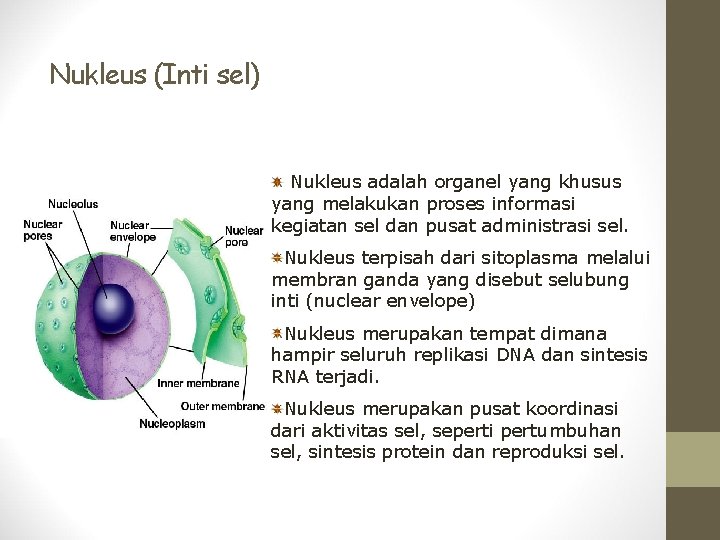 Nukleus (Inti sel) Nukleus adalah organel yang khusus yang melakukan proses informasi kegiatan sel