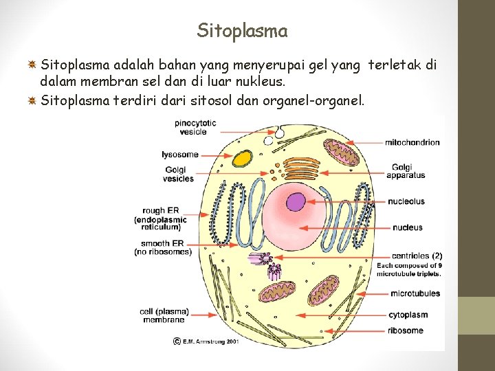 Sitoplasma adalah bahan yang menyerupai gel yang terletak di dalam membran sel dan di