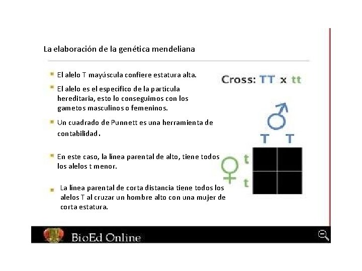 La elaboración de la genética mendeliana El alelo T mayúscula confiere estatura alta. El