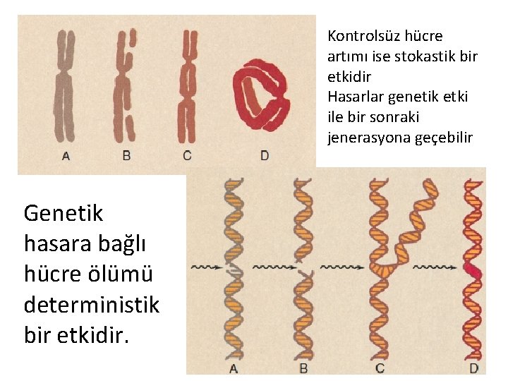 Kontrolsüz hücre artımı ise stokastik bir etkidir Hasarlar genetik etki ile bir sonraki jenerasyona