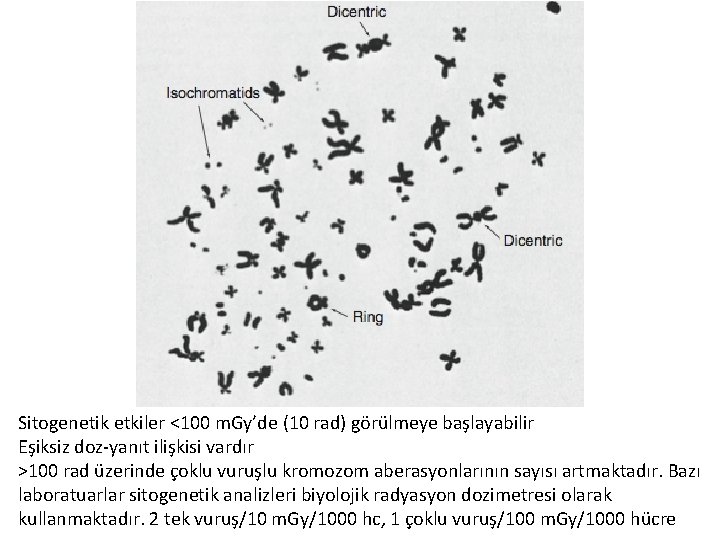 Sitogenetik etkiler <100 m. Gy’de (10 rad) görülmeye başlayabilir Eşiksiz doz-yanıt ilişkisi vardır >100