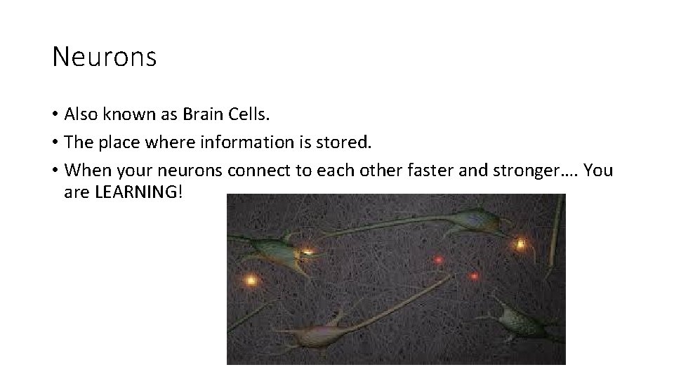 Neurons • Also known as Brain Cells. • The place where information is stored.