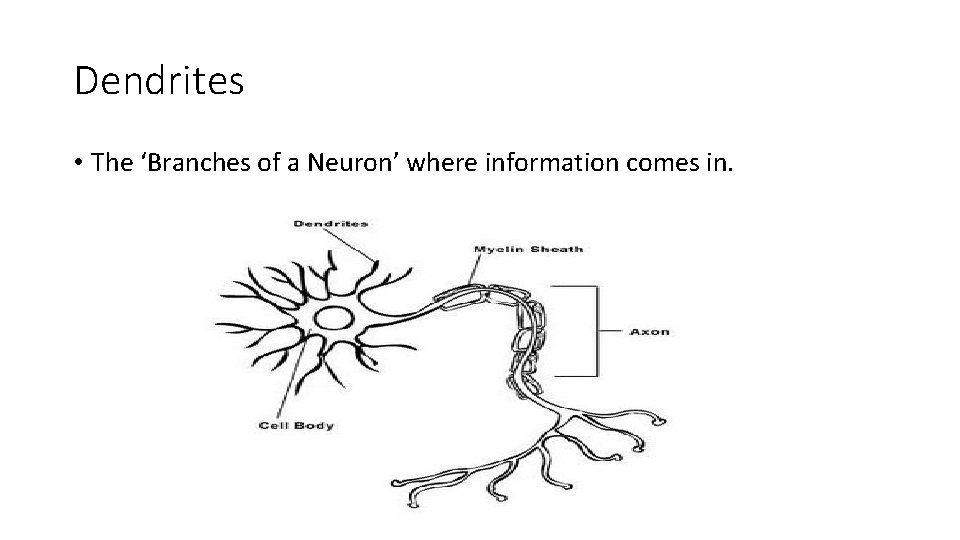 Dendrites • The ‘Branches of a Neuron’ where information comes in. 