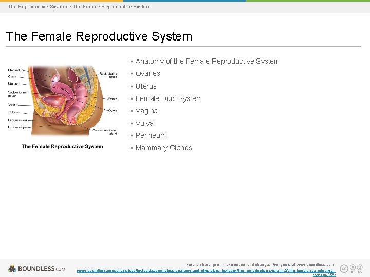 The Reproductive System > The Female Reproductive System • Anatomy of the Female Reproductive