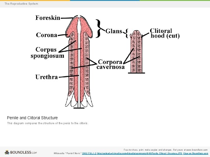 The Reproductive System Penile and Clitoral Structure This diagram compares the structure of the