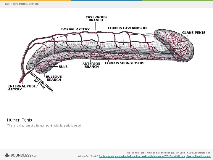 The Reproductive System Human Penis This is a diagram of a human penis with