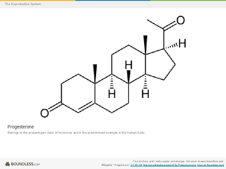 The Reproductive System Progesterone Belongs to the progestogen class of hormones and is the