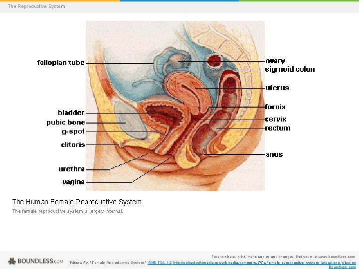 The Reproductive System The Human Female Reproductive System The female reproductive system is largely
