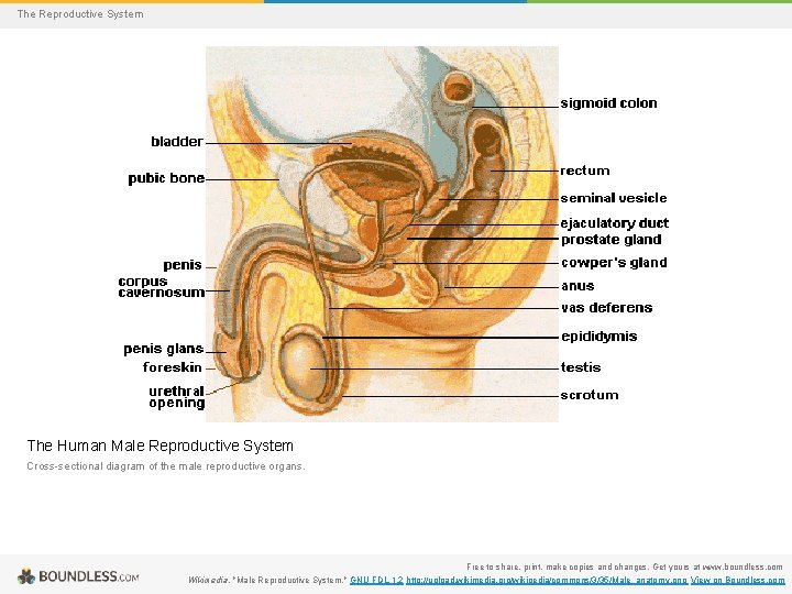 The Reproductive System The Human Male Reproductive System Cross-sectional diagram of the male reproductive