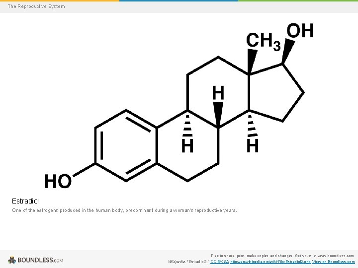 The Reproductive System Estradiol One of the estrogens produced in the human body, predominant