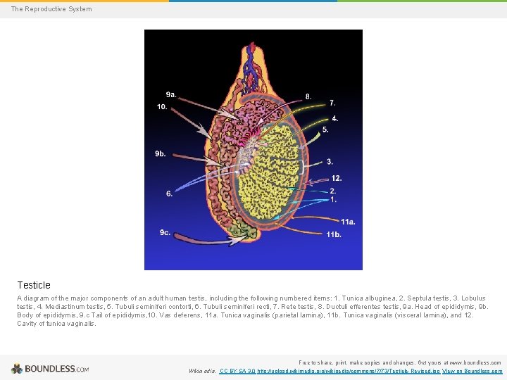 The Reproductive System Testicle A diagram of the major components of an adult human