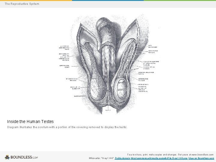 The Reproductive System Inside the Human Testes Diagram illustrates the scrotum with a portion