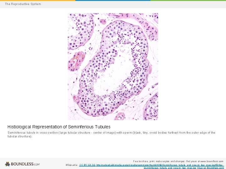 The Reproductive System Histiological Representation of Seminferious Tubules Seminiferous tubule in cross-section (large tubular