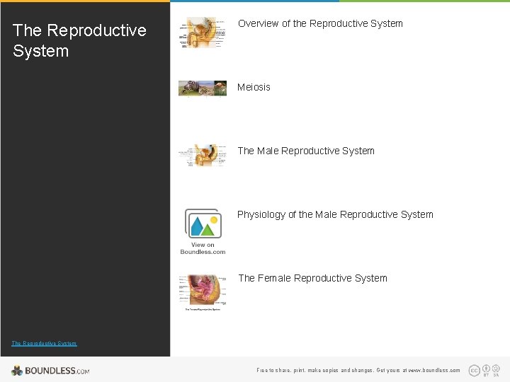 The Reproductive System Overview of the Reproductive System Meiosis The Male Reproductive System Physiology