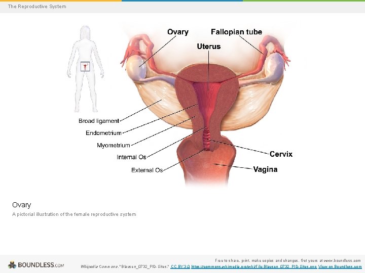 The Reproductive System Ovary A pictorial illustration of the female reproductive system Free to