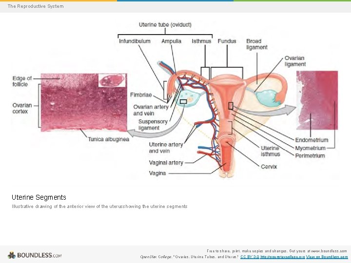 The Reproductive System Uterine Segments Illustrative drawing of the anterior view of the uterusshowing