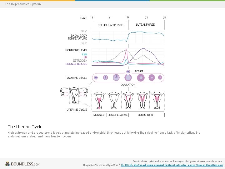 The Reproductive System The Uterine Cycle High estrogen and progesterone levels stimulate increased endometrial