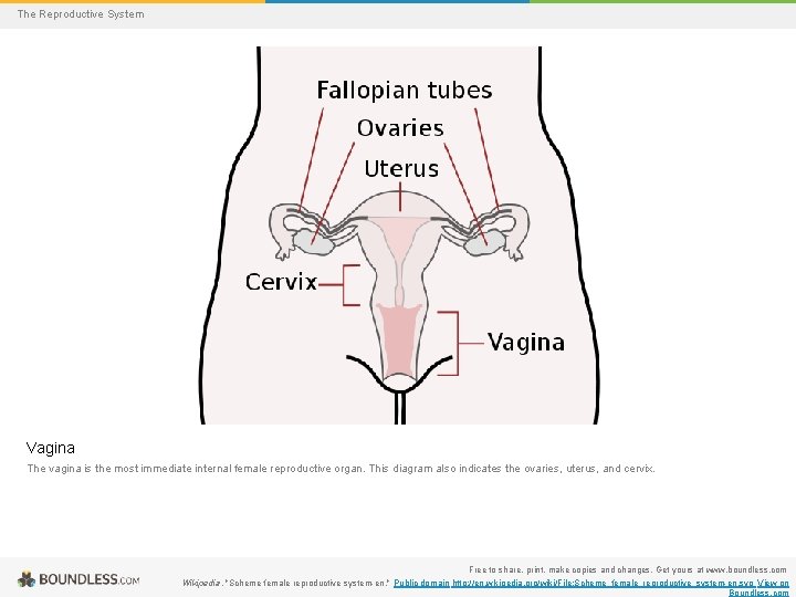 The Reproductive System Vagina The vagina is the most immediate internal female reproductive organ.