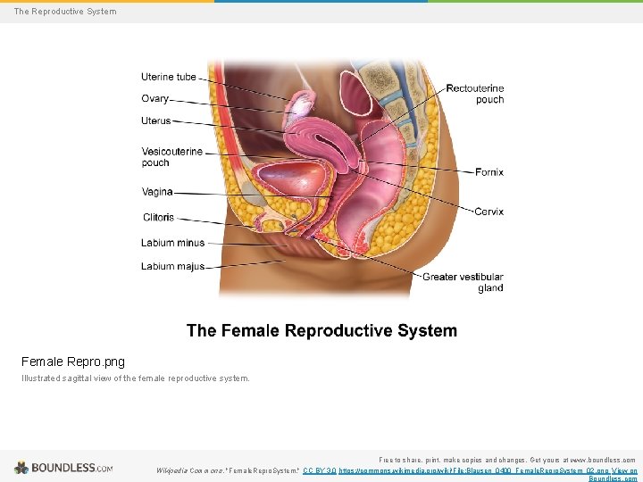 The Reproductive System Female Repro. png Illustrated sagittal view of the female reproductive system.