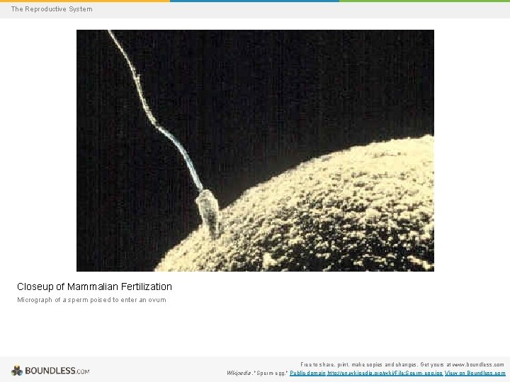 The Reproductive System Closeup of Mammalian Fertilization Micrograph of a sperm poised to enter