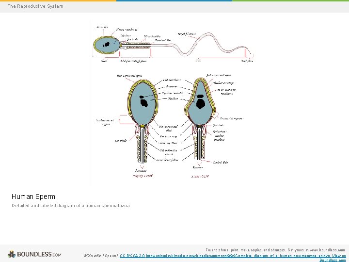 The Reproductive System Human Sperm Detailed and labeled diagram of a human spermatozoa Free