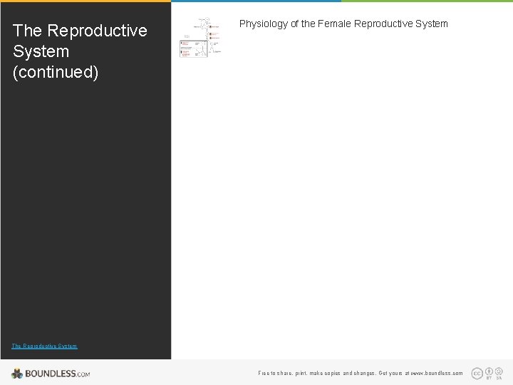 The Reproductive System (continued) Physiology of the Female Reproductive System The Reproductive System Free