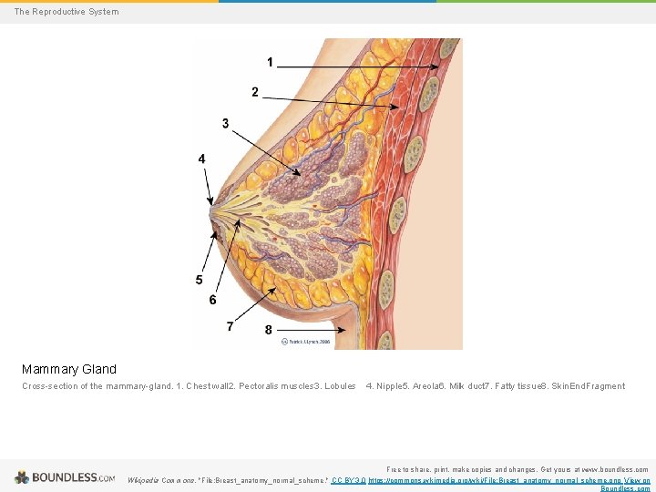 The Reproductive System Mammary Gland Cross-section of the mammary-gland. 1. Chest wall 2. Pectoralis