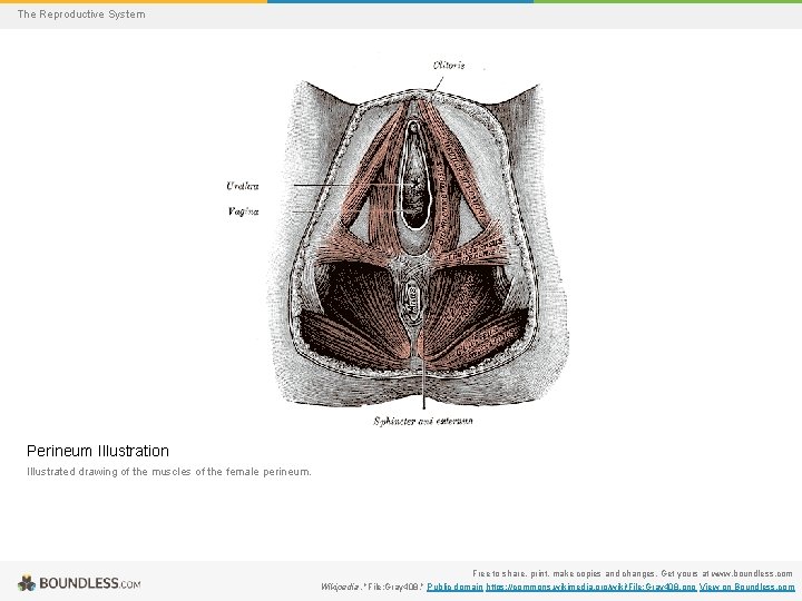 The Reproductive System Perineum Illustration Illustrated drawing of the muscles of the female perineum.