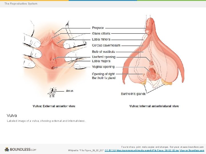 The Reproductive System Vulva Labeled image of a vulva, showing external and internalviews. Free