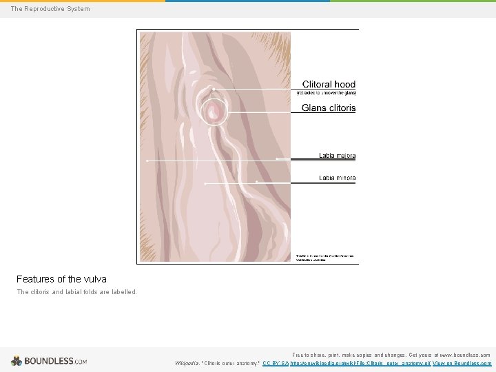 The Reproductive System Features of the vulva The clitoris and labial folds are labelled.