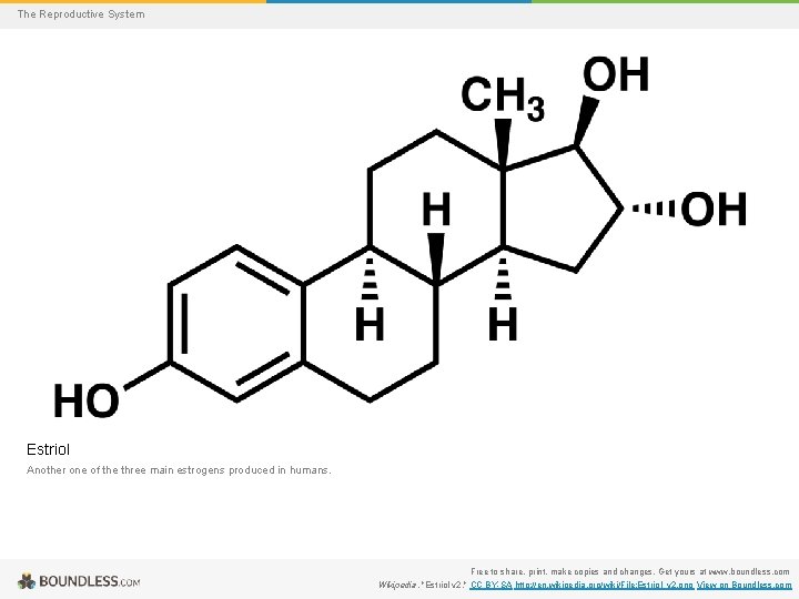 The Reproductive System Estriol Another one of the three main estrogens produced in humans.